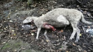 Kurtlar sürüye saldırdı, 9 koyun telef oldu