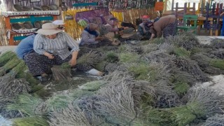 Kuyucak köyünde lavanta hasadı başladı