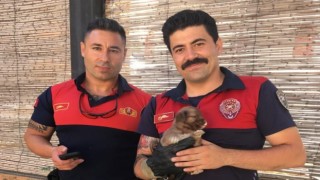 Kuyuya düşen yavru köpeğin imdadına itfaiye ekipleri yetişti