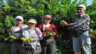 Lime cinsi limonda hasat başladı: Kilosu 50 lira