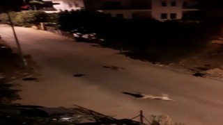 Mahalleye inen domuz sürüsü ile köpeklerin kovalamacası kamerada