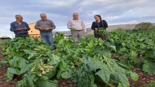 Malatyada dolu yağışı tütünlere zarar verdi