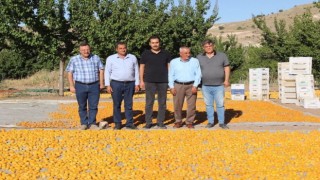 Malatyada kayısı hasat sezonu hızla devam ediyor