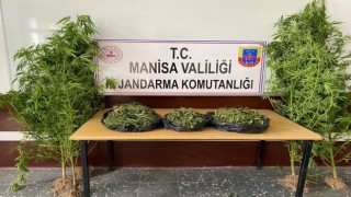 Manisada 1983 kök kenevir bitkisi ele geçirildi