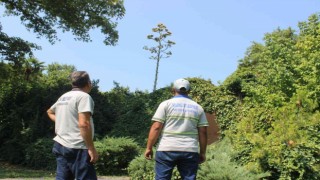 Manisada Agave şaşkınlığı