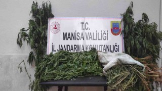 Manisada iki ilçede kenevir operasyonu