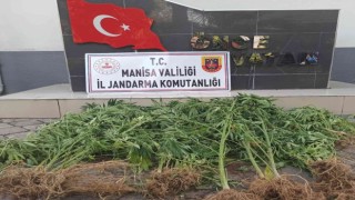 Manisada jandarmadan kenevir operasyonu