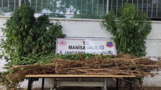 Manisada jandarmadan kenevir operasyonu