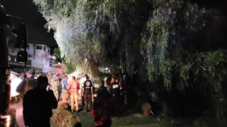Meksikada minibüsün üzerine 30 tonluk ağaç devrildi: 1 ölü, 1yaralı