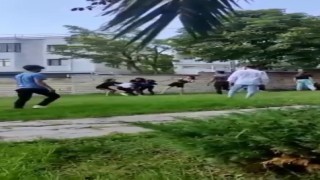 Meydan dayağına dönen kız kavgası kamerada