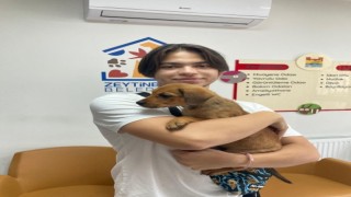 Mezarlığa bırakılan yavru köpek yeni yuvasında