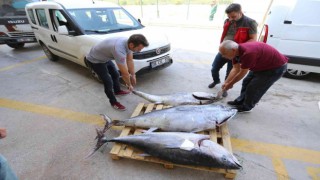 Muğlada avlanması yasak olan 3 adet mavi yüzgeçli orkinos balığı ele geçirildi