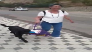 Muhtarın çantasını taşıyan sokak köpeği gülümsetti
