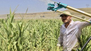 Murat Nehrinden faydalanan öğretmen, boş araziyi mısır tarlasına çevirdi