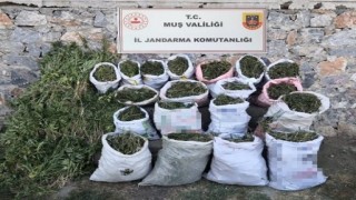 Muşta 184 kilogram kubar esrar ve 6 bin 338 kök kenevir bitkisi ele geçirildi