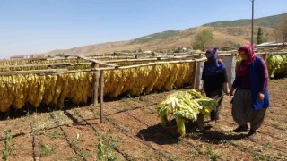 Muşta kadınlar çiftçilikle aile ekonomisine katkı sağlıyor