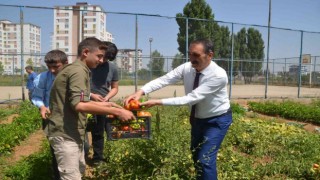 Muşta okul bahçesinde yetiştirilen sebzeler ihtiyaç sahiplerine dağıtılıyor
