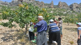 Mutta fıstık hasadı başladı