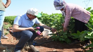 Oğuzelinde 62 aileye sürdürülebilir geçim kaynağı