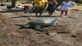 Ölü caretta caretta kıyıya vurdu