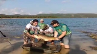 Ömerli Barajında oltaya takılan dev sazan balığı görenleri şaşırttı