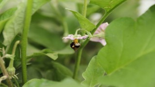 Ordu tarımda verim ve kaliteyi ‘bombus arısı ile arttıracak