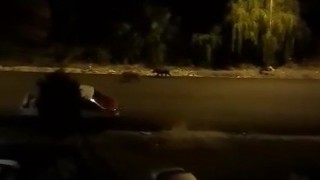 Orduda aç kalan domuzlar şehir merkezine indi