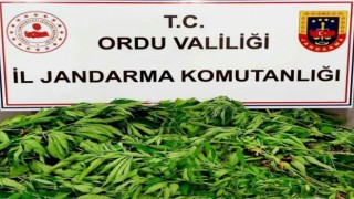 Orduda uyuşturucu ile mücadele çalışmaları sürüyor