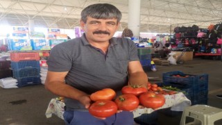 Organik domateslerin büyüklüğünü gören bir daha bakıyor
