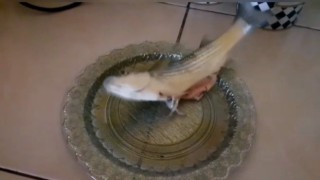 Organları alınan balık dakikalarca canlı kaldı