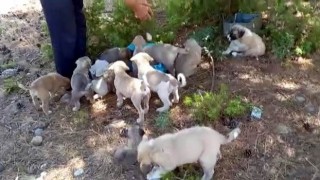 Ormana bırakılan yavru köpekler tepki çekti