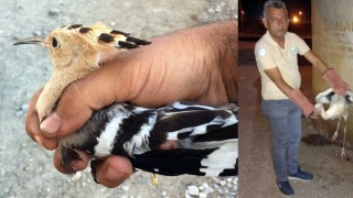 Osmaniye'de Yaralı leylekler ve ibibik kuşu tedavi altın alındı