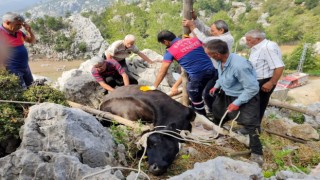Otlanırken kayaların arasına düşen ineği itfaiye kurtardı