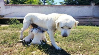 (ÖZEL) Anne Akbaştan yürek ısıtan görüntüler