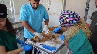 (Özel) Bursada ormana bırakılan cins köpeğin meme kanseri tedavisi devam ediyor