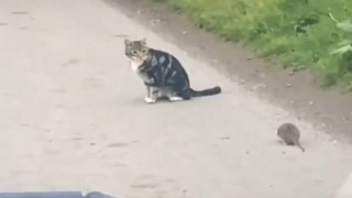 (ÖZEL) Kedi fareyle değil, fare kediyle oynadı