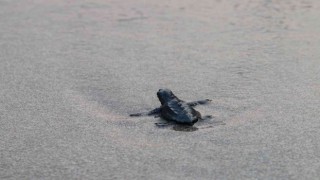 Patarada caretta caretta yavruları denizde