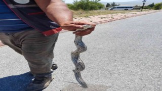 Piknik alanındaki yılanı eliyle yakaladı