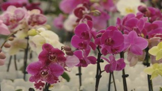 Rusya, ‘orkide rotasını Yalovaya çevirdi