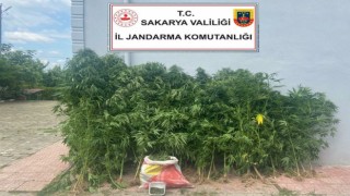 Sakaryada 200 kök kenevir ve 6 kilo esrar ele geçirildi
