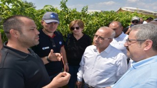 Salihlide örnek proje tarla günü ile kutlandı
