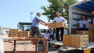 Samsunda 687 bin kışlık sebze fidesi dağıtıldı