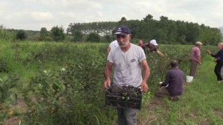 Samsunda ‘aronia hasadı