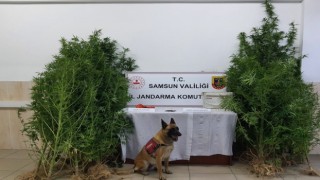 Samsunda çok sayıda narkotik madde ele geçirildi