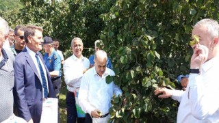 Samsunda fındık hasat etkinliği: 112 bin 500 ton rekolte bekleniyor