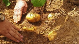 Samsunda patates üretimi artıyor