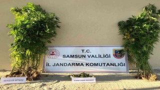 Samsunda yasa dışı kenevir ekmeye 1 gözaltı