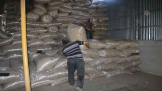 Sandıklı ile beraber 2 ilçede daha haşhaş kapsülü alımı başladı
