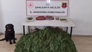Şanlıurfada 5 kilo esrar ve 765 kök kenevir ele geçirildi