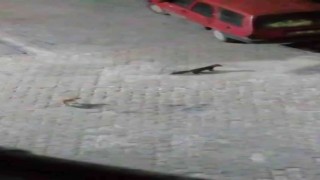 Sansar ile kedinin mücadelesi